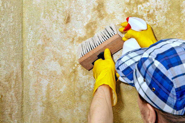 Best Environmental Consulting for Mold Prevention  in Clayton, NC